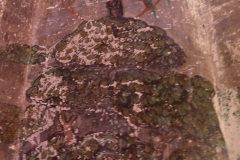 The old ubosot of Wat Bang Peng102