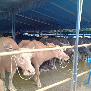 วิ่งควาย 2561_24